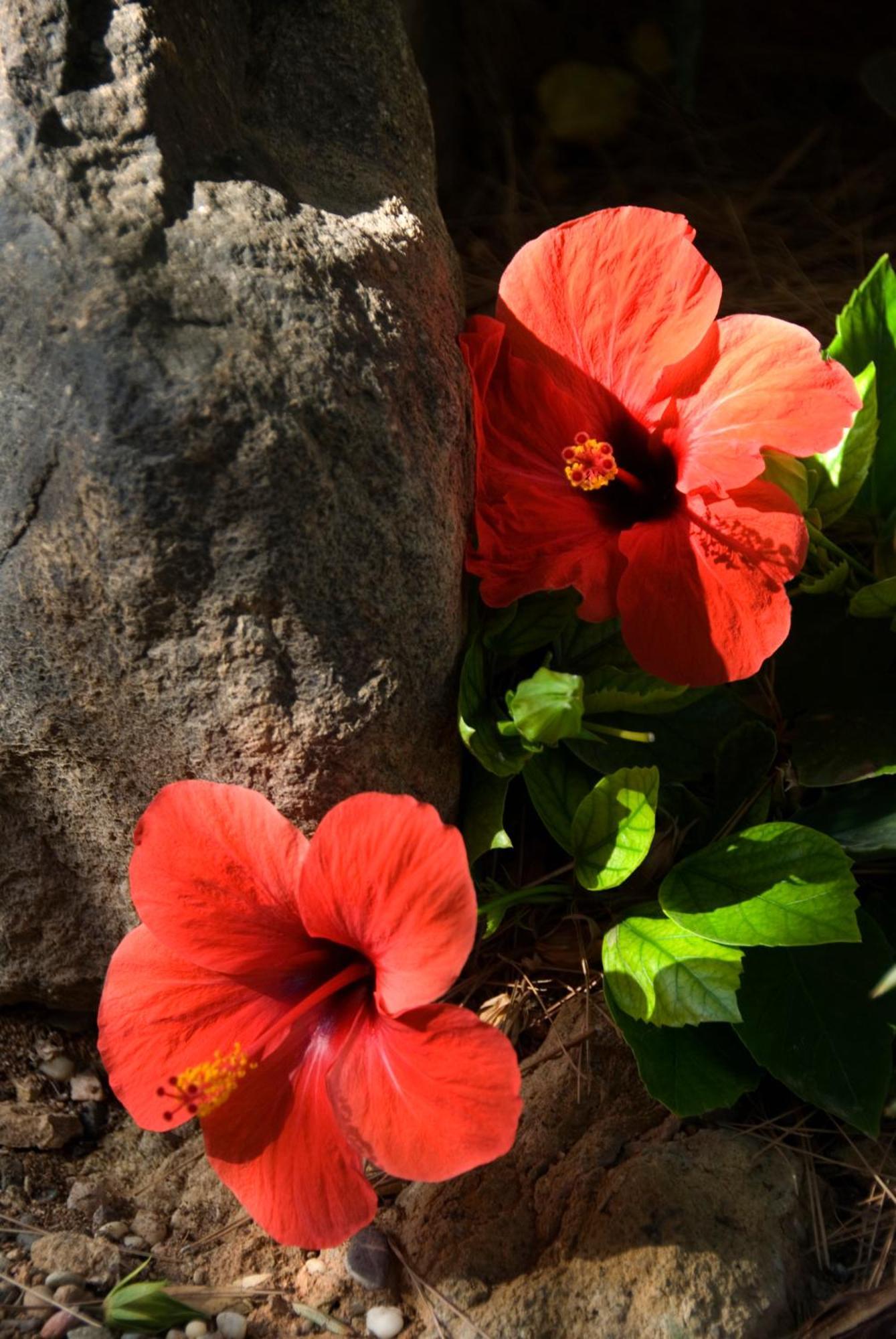 El Jardin De Los Suenos Rodalquilar Ngoại thất bức ảnh